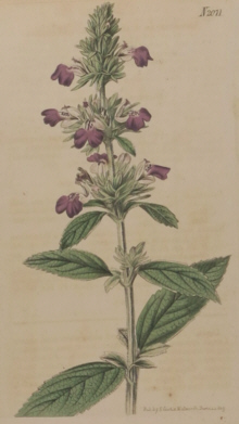 Curtis, Botanical Magazine